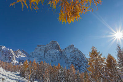 Sun in the middle of orange larch braches covered in snow, with mount pelmo background, dolomites