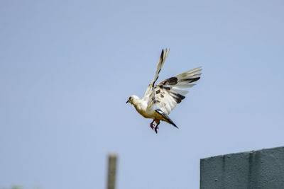 Low angle view of seagull flying