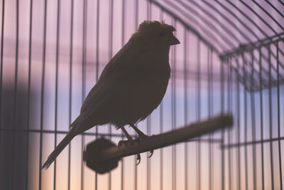 Close-up of bird perching in cage