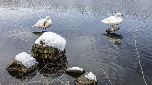 High angle view of birds in lake