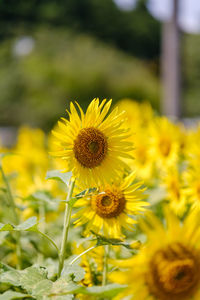 Close-up of sunflower