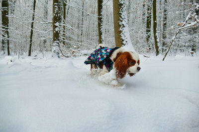 Cavalier king charles spaniel dog dressed in winter clothing walking in the snow