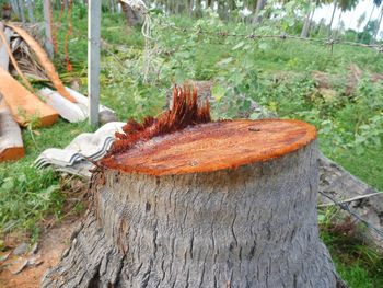 Close-up of tree trunk in forest