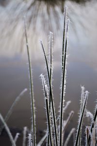 Close-up of frozen grass on field