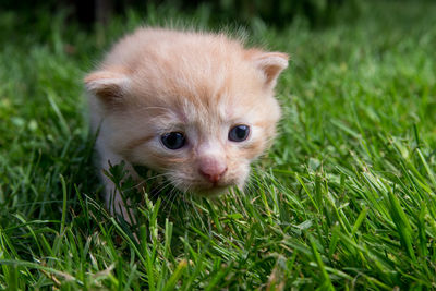 Close-up portrait of a cat lying on grass