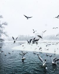Birds over lake against sky during foggy weather