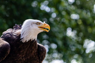 Close-up of bald eagle against trees
