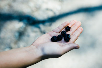 Close-up of hand holding blackberries