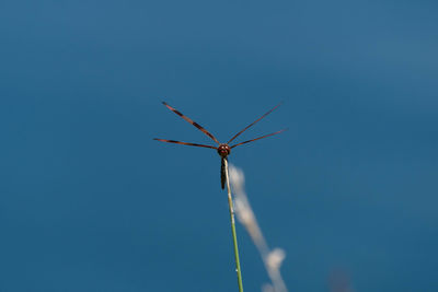 Halloween pennant dragonfly posing on a stem over a pond.