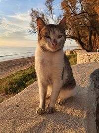 Cat sitting on the shore