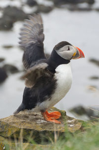 Close-up of bird flying over lake