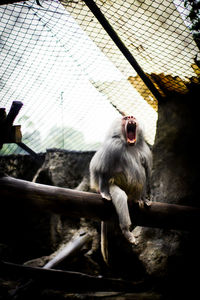 Low angle view of monkey sitting in zoo