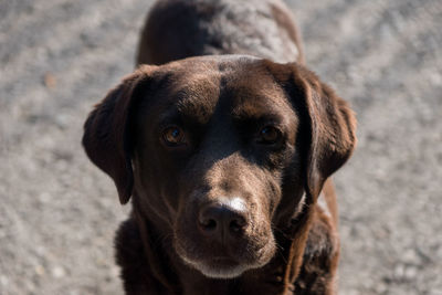 Close-up portrait of dog
