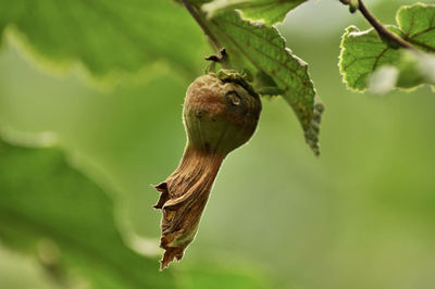 Close-up of wilted on tree