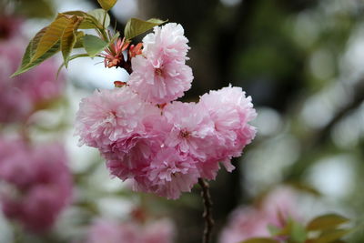 Close-up of pink cherry blossoms