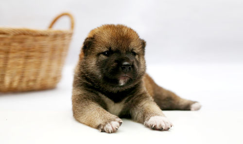 Close-up of a dog over white background