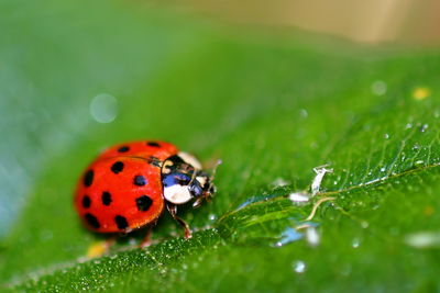 Close-up of ladybug on flower