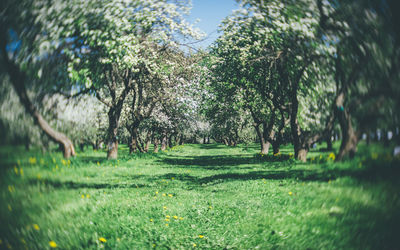 Trees in park