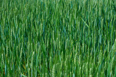 Green field with wheat ear