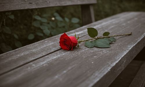 Close-up of red flower on wooden table