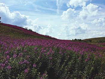 Flowers growing in field