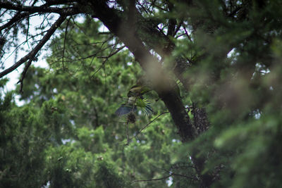Low angle view of an animal on tree
