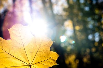 Close-up of yellow maple leaf on sunny day