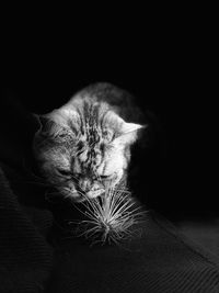 Close-up of cat sleeping on bed
