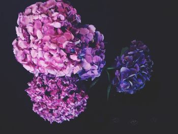 Close-up of flower over black background