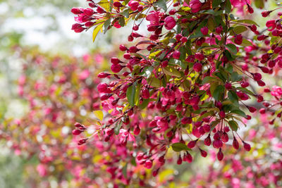 Close-up of pink flowering plant