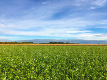 Scenic view of agricultural field against sky