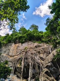 Low angle view of trees in forest against sky