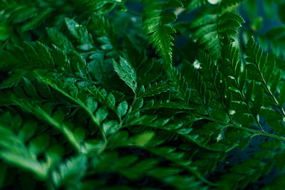 Full frame shot of plants