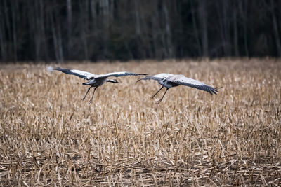 Bird flying over a field