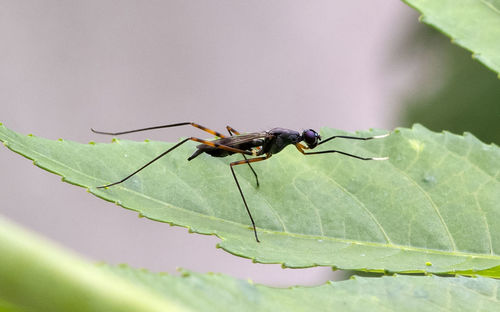 Close-up of a long thin insect on a leaf