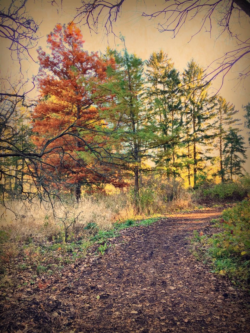 tree, autumn, the way forward, change, tranquility, nature, tranquil scene, beauty in nature, growth, season, orange color, branch, scenics, leaf, diminishing perspective, outdoors, footpath, no people, landscape, plant