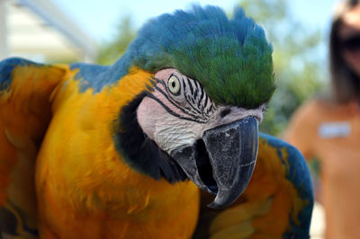 Close-up of a parrot