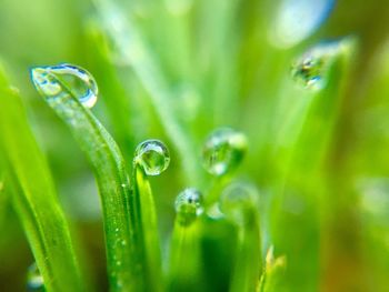 Close-up of water drops on plant