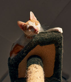 Close-up of a cat looking away