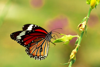 Close-up of butterfly pollinating on flower