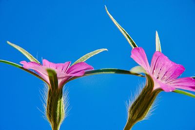 Close-up of pink flowering plant against blue sky