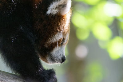 Close-up of a cat