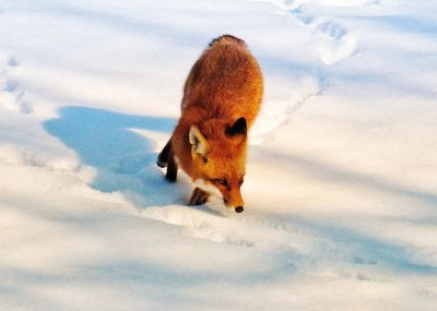 Fox on snow against sky