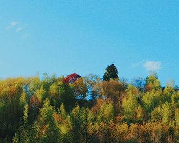 Autumn trees against blue sky