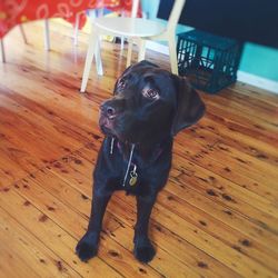 Black dog resting on hardwood floor