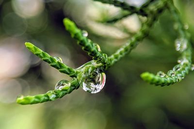 Close-up of raindrops on plant