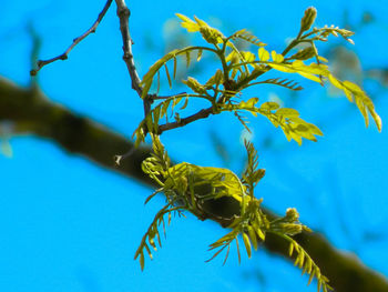 Close-up of plant against blue sky