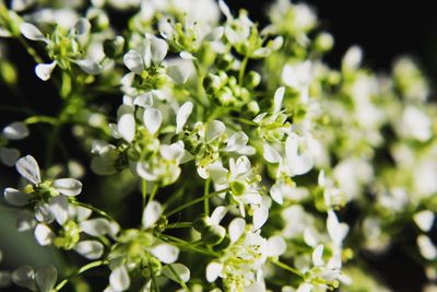 Close-up of white flowering plant