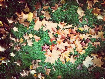 Maple leaves on field