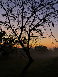 Silhouette bare tree on field against sky at sunset